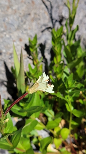 yellow willowherb (Epilobium luteum)