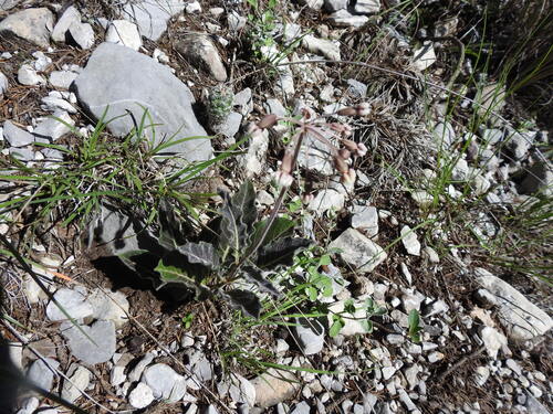 Bear Mountain milkweed (Asclepias scaposa)