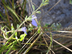 Salvia chionophylla, photograph (c) Leticia Jiménez Hernández, some rights reserved (CC BY-SA)