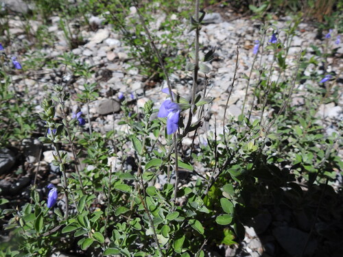 snowflake sage (Salvia chionophylla)