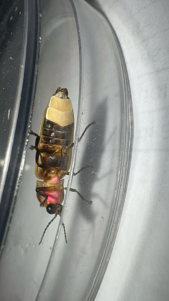 Texas Hooker Firefly