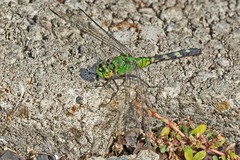 Erythemis simplicicollis