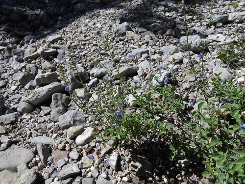 Salvia chionophylla, photograph 5