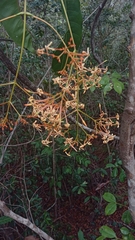 Ixora platythyrsa