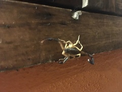 Centruroides fulvipes