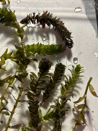 two-leaf waterweed (Elodea bifoliata)