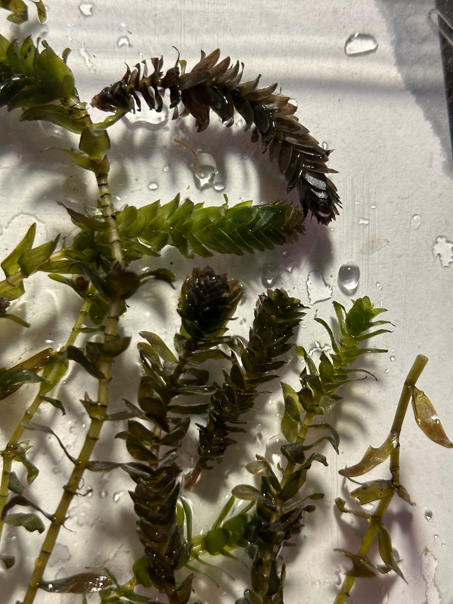 Two-Leaf Waterweed (Elodea bifoliata)