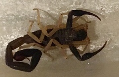 Centruroides fulvipes