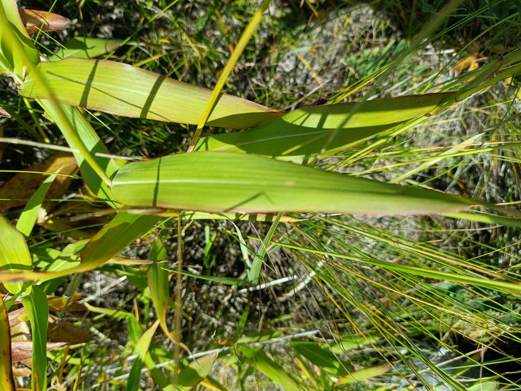 Spodiopogon sibiricus; photograph (c) Святослав Власенко, some rights reserved (CC BY)