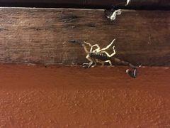 Centruroides fulvipes