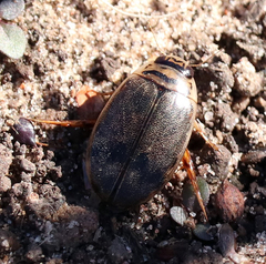 Thermonectus nigrofasciatus