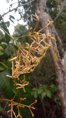 Ixora platythyrsa