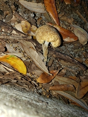 Fungi