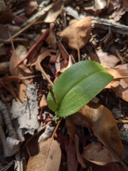 Tamayorkis wendtii
