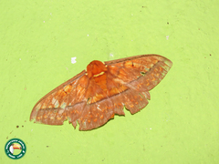 Procitheronia principalis