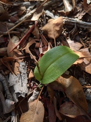Tamayorkis wendtii
