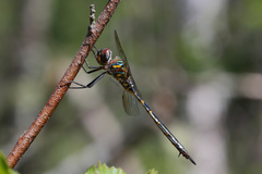 Somatochlora williamsoni