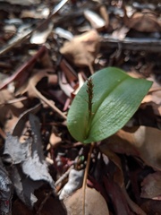 Tamayorkis wendtii