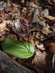 Tamayorkis wendtii