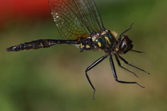 Somatochlora walshii