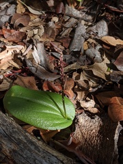 Tamayorkis wendtii