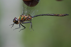 Somatochlora franklini