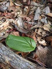 Tamayorkis wendtii