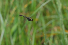 Somatochlora cingulata