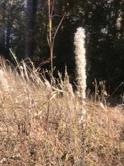 Liatris pycnostachya