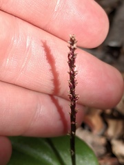 Tamayorkis wendtii