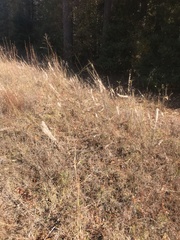 Liatris pycnostachya