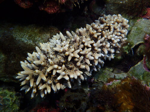 Photo of Prickly redfish (Thelenota ananas)