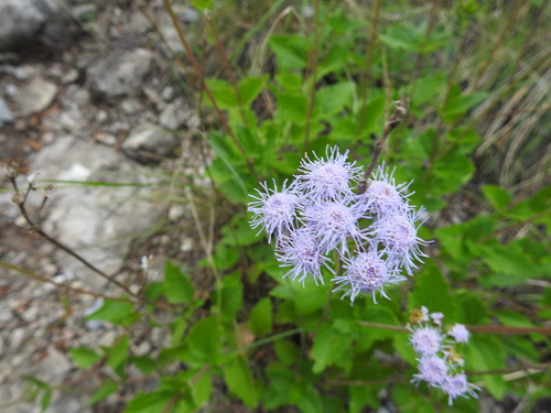 Ageratum corymbosum, photograph 5