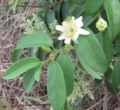 Passiflora haematostigma