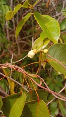 Baphia capparidifolia