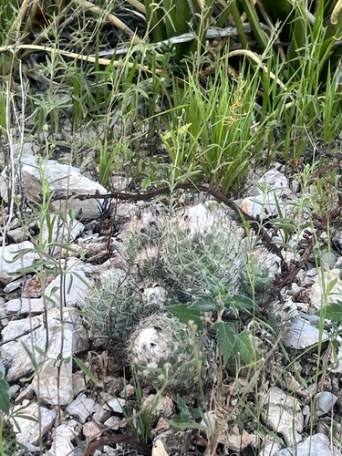 Coryphantha durangensis