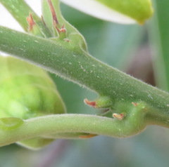 Passiflora haematostigma