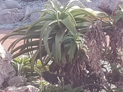 Herpestes