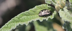 Calligrapha diversa