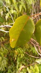 Baphia capparidifolia