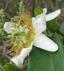 Passiflora haematostigma