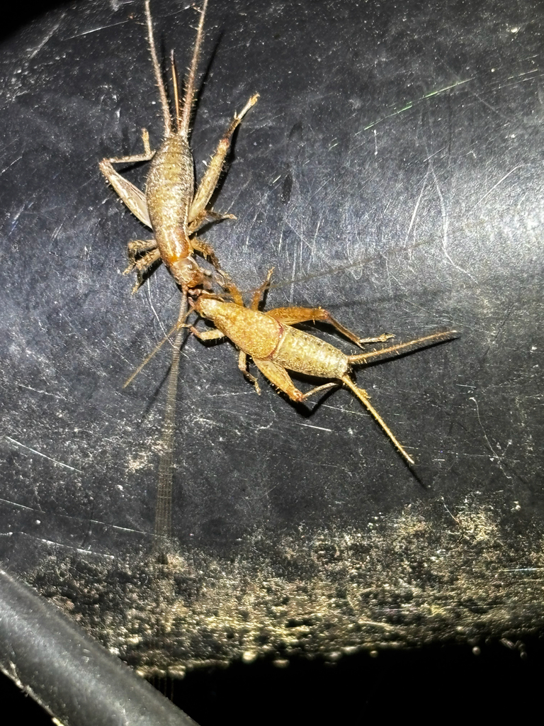 forest scaly cricket