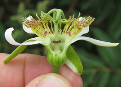 Passiflora haematostigma