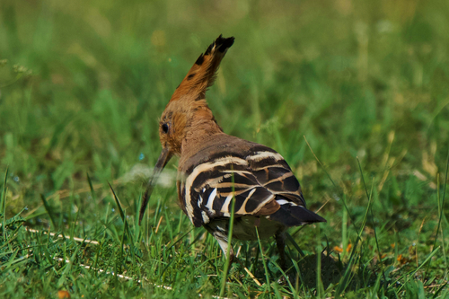 Common Hoopoe