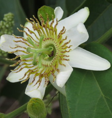 Passiflora haematostigma
