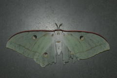 Actias selene