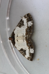 Melanthia procellata