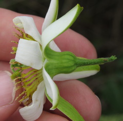 Passiflora haematostigma