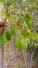 Stereospermum euphorioides