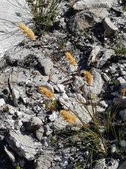 Geochloa rufa